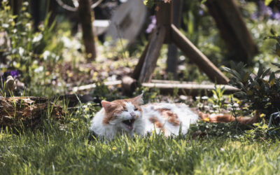 Katzentoiletten-Probleme